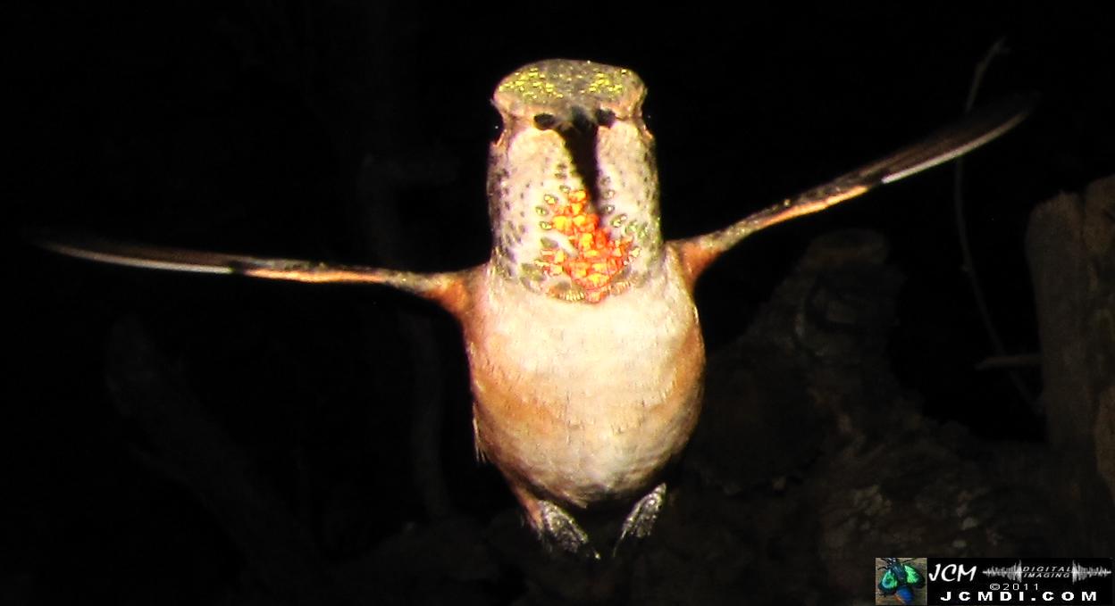 Hummingbird photo captured from Robo-Cam Motion Detection at JCMDI.COM